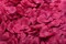 Kitcheniva Multicolor Silk Rose Petals DIY Craft & Party Decor 1000 Pcs
